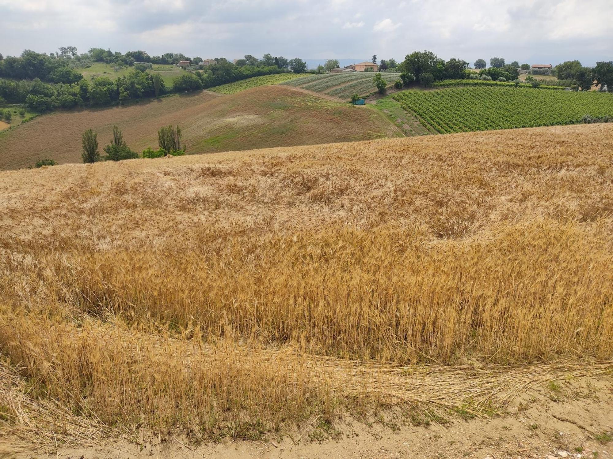 הוילה Castelleone di Suasa Casa Borgo Fonte מראה חיצוני תמונה